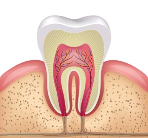 Illustration of tooth structure